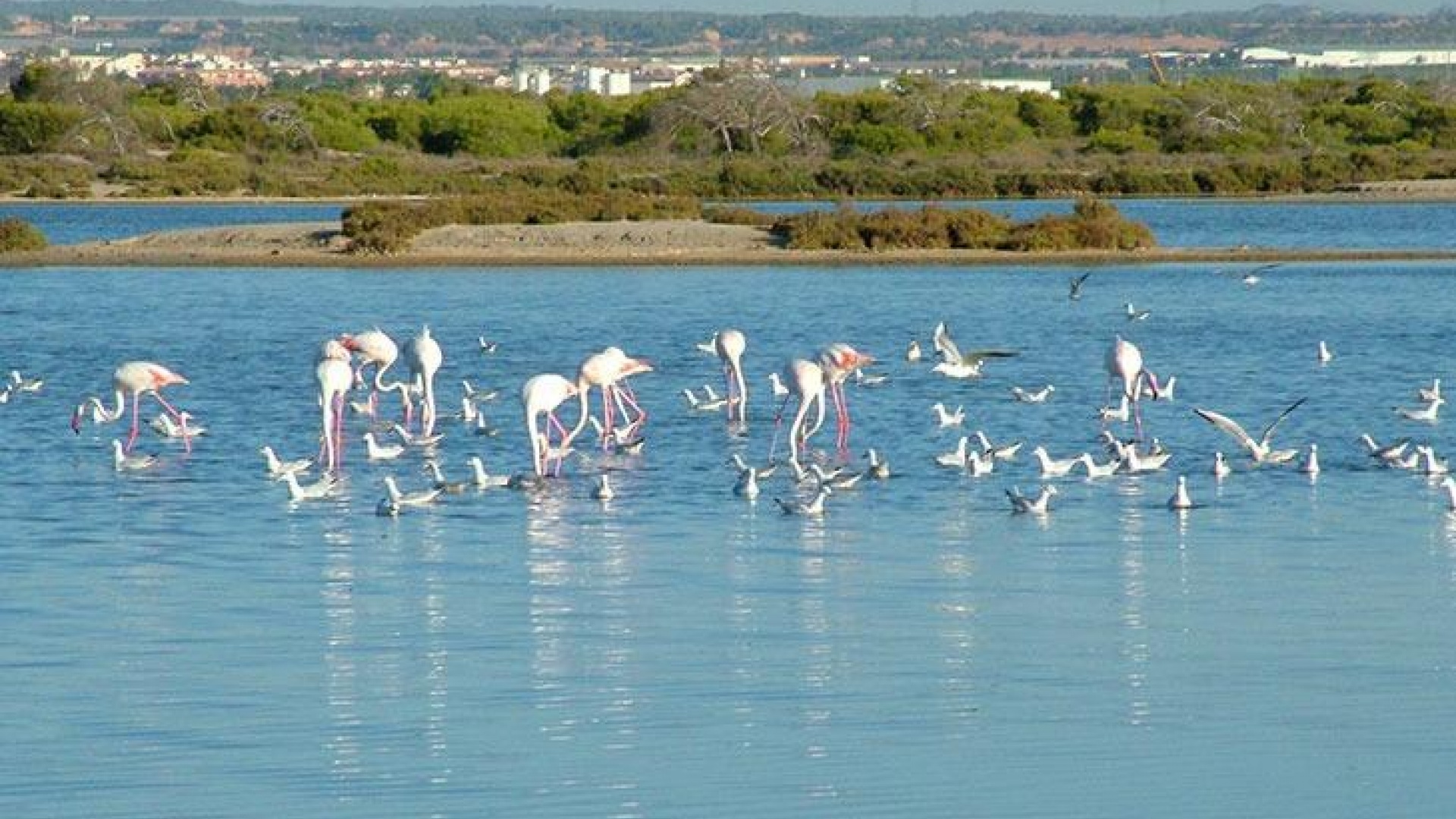 Nybyggnad - Radhus - San Pedro del Pinatar - Pueblo