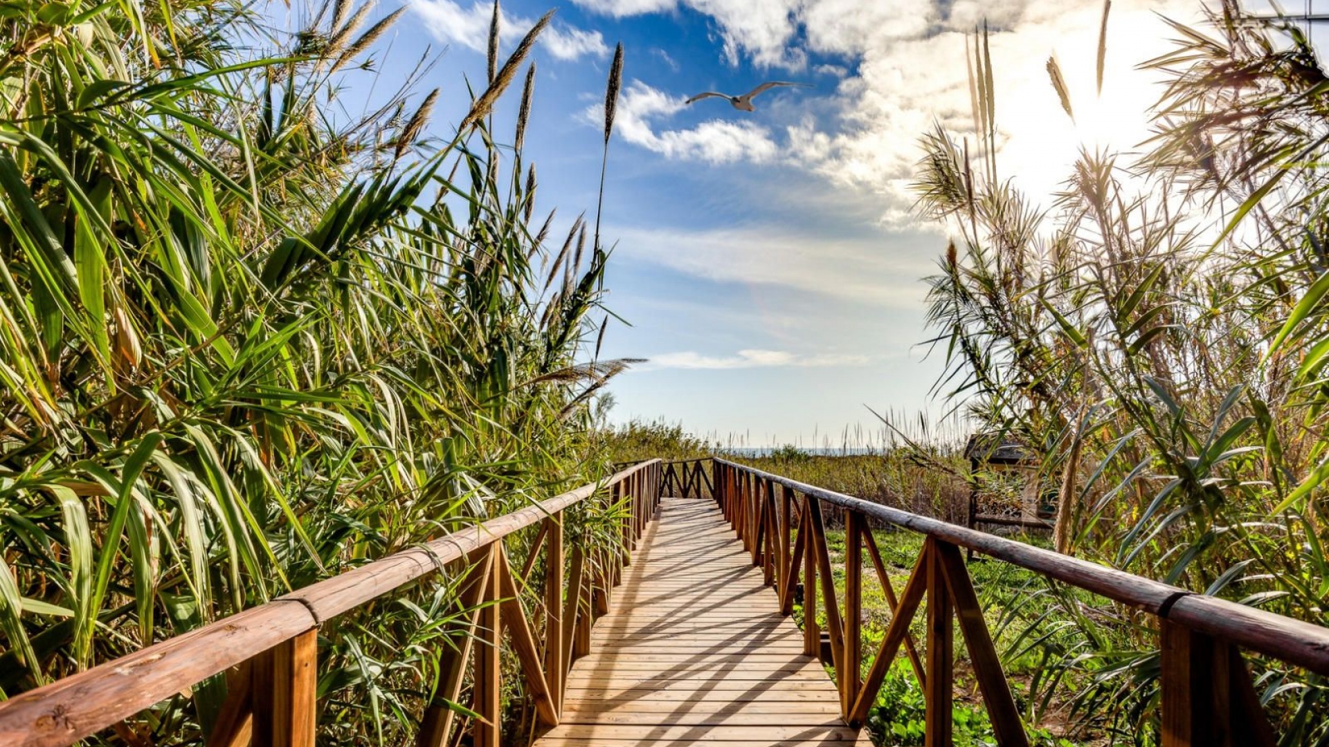 Återförsäljning - Lägenhet - La Mata - Beachside La Mata