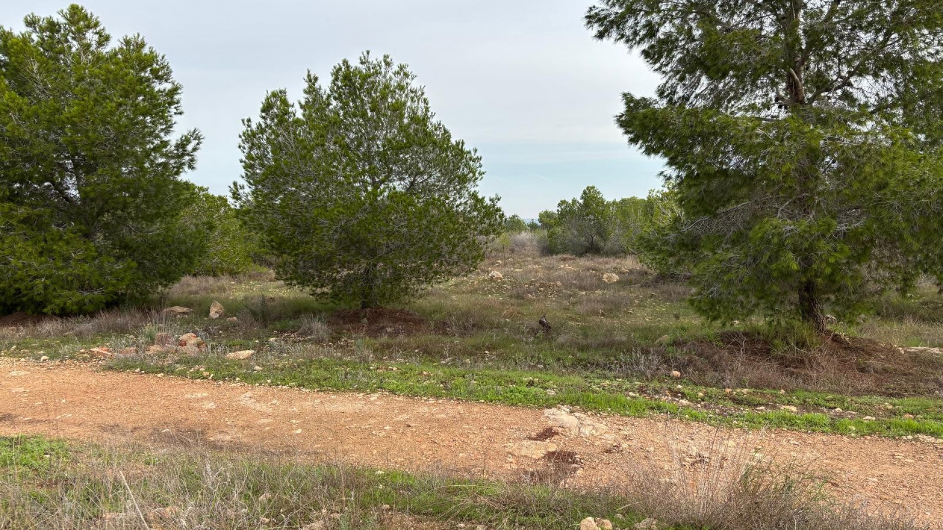 Återförsäljning - Lägenhet - Torrevieja - la siesta