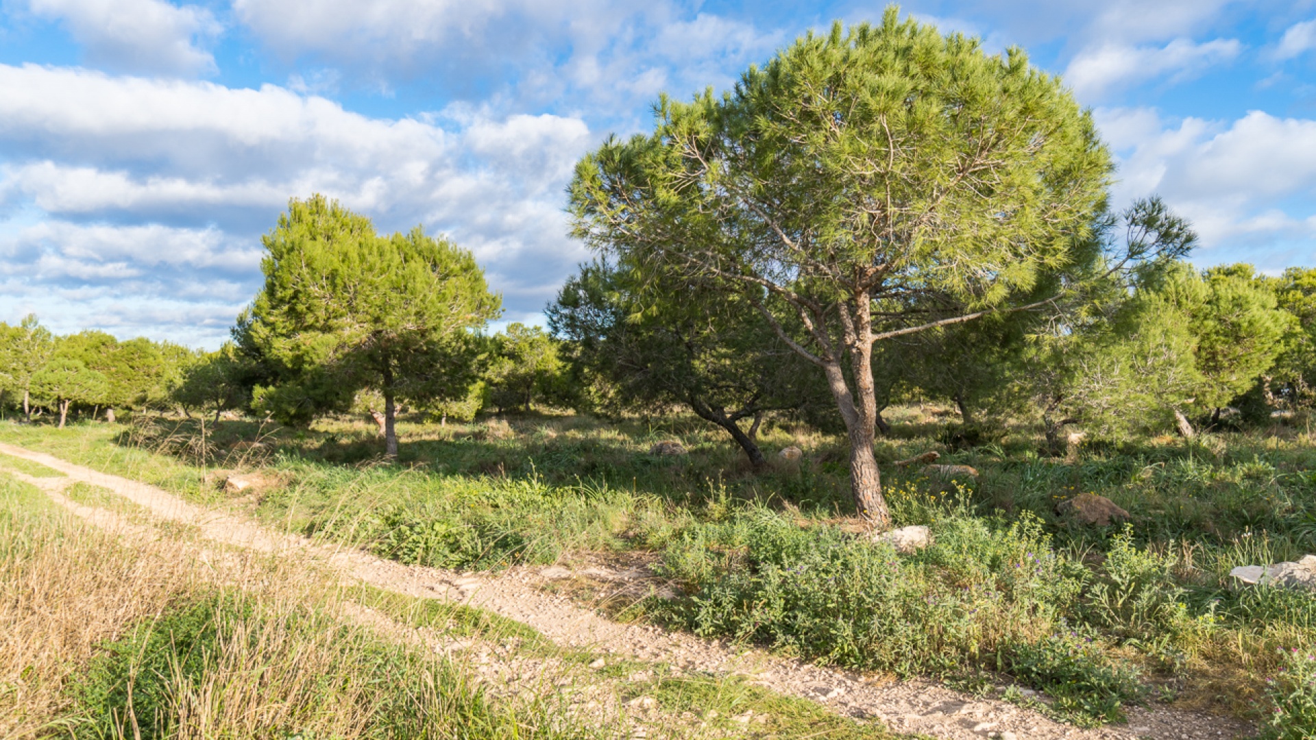 Återförsäljning - Lägenhet - Torrevieja - san luis