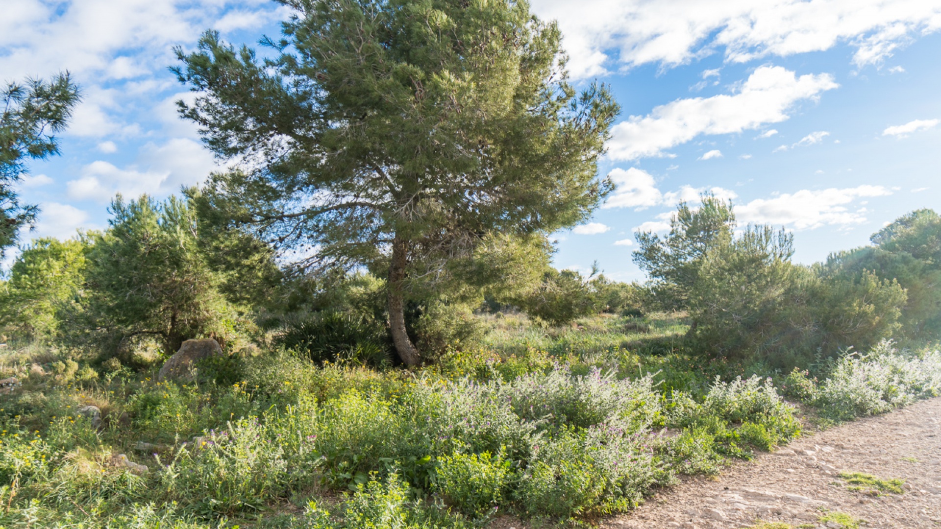 Återförsäljning - Lägenhet - Torrevieja - san luis