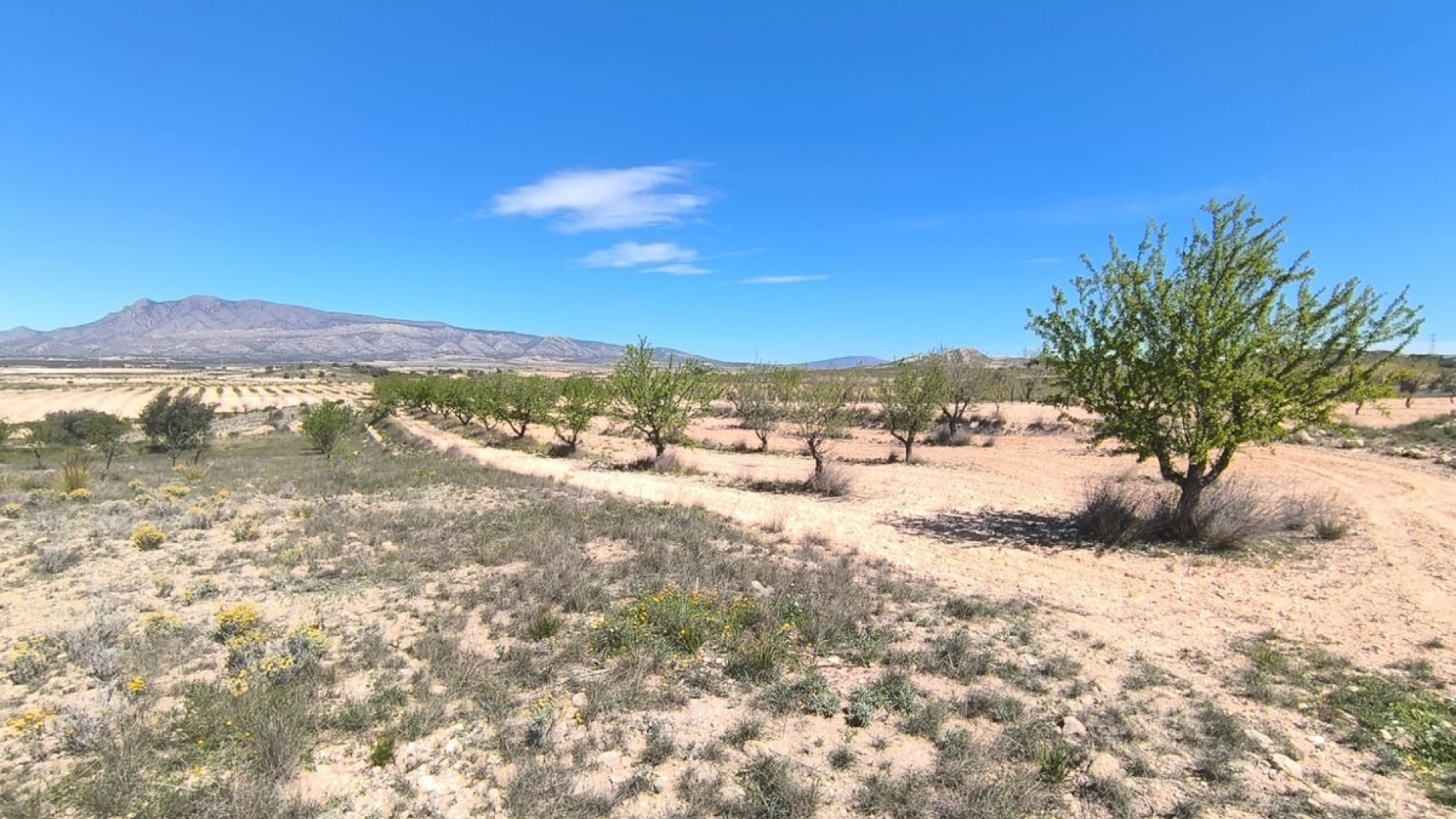 Återförsäljning - Landa - Jumilla - Jumilla Centro