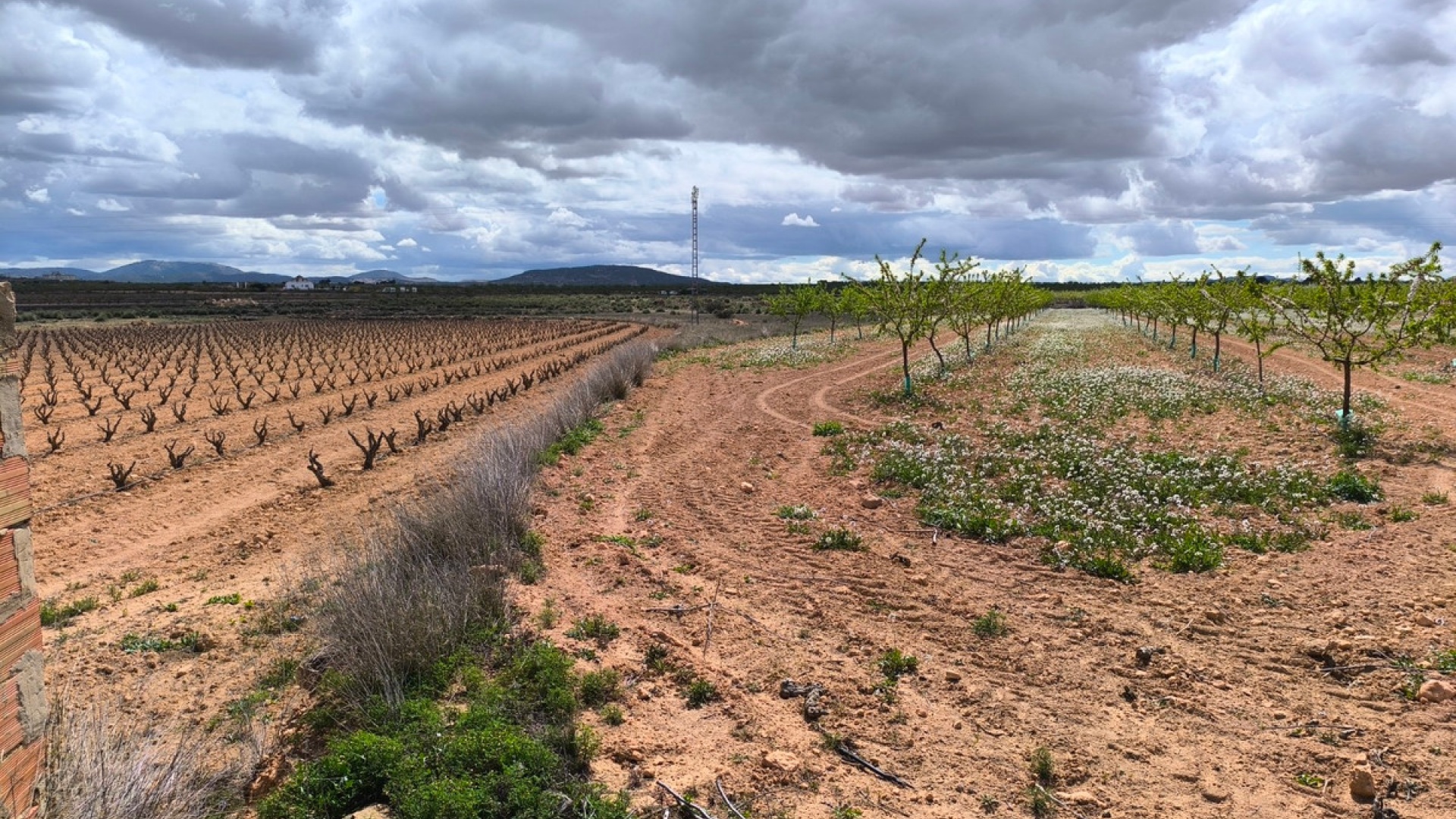 Återförsäljning - Landa - Pinoso - Pinoso Centro