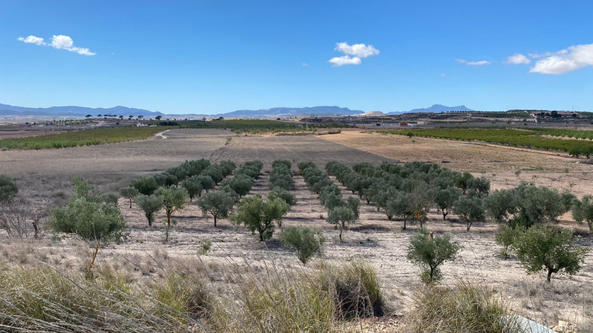 Återförsäljning - Landa - Pinoso - Pinoso Centro