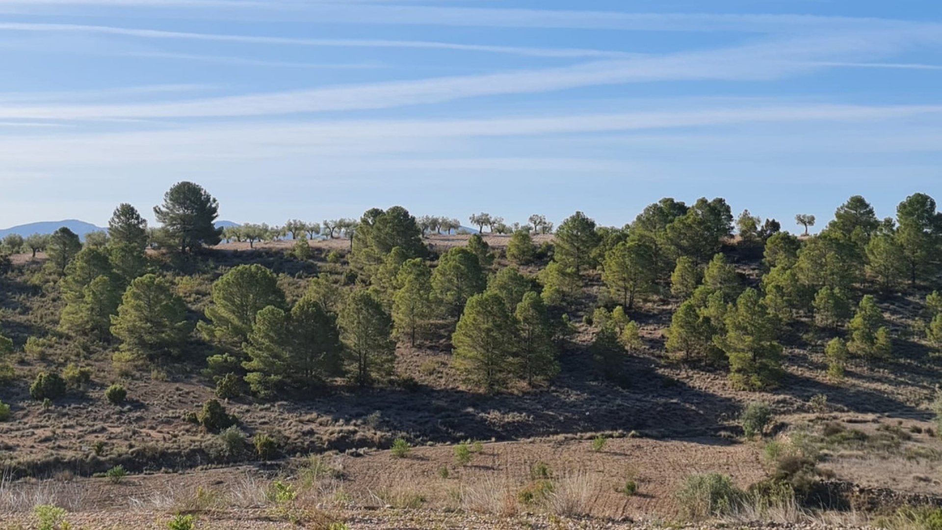 Återförsäljning - Landa - Yecla - Raspay