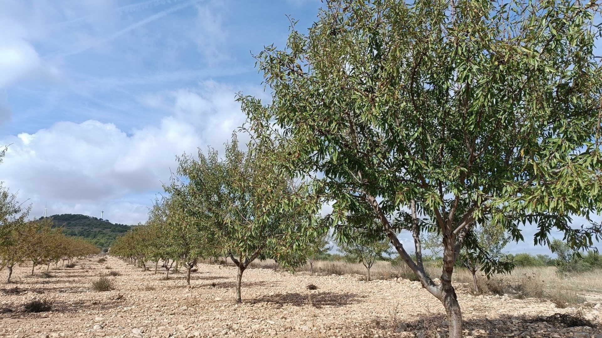 Återförsäljning - Landa - Yecla - Yecla Centro