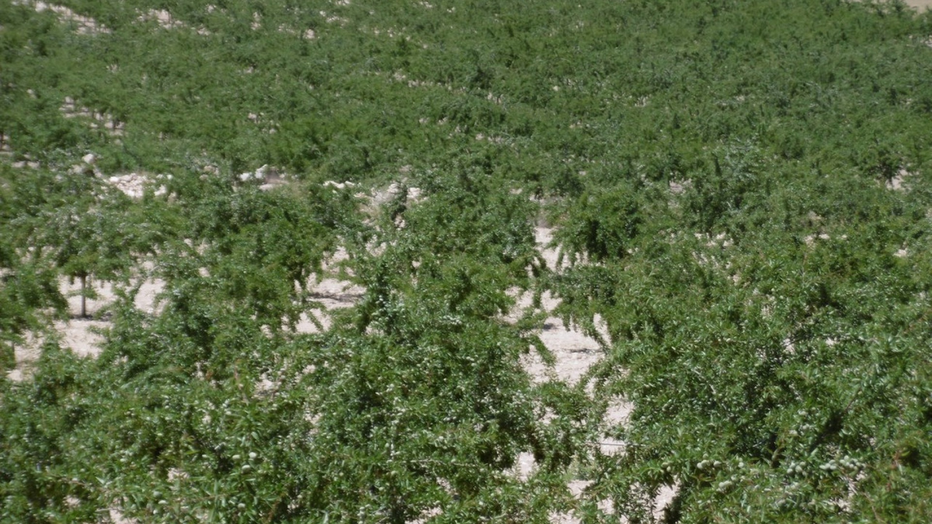 Återförsäljning - Landa - Yecla - Yecla Centro