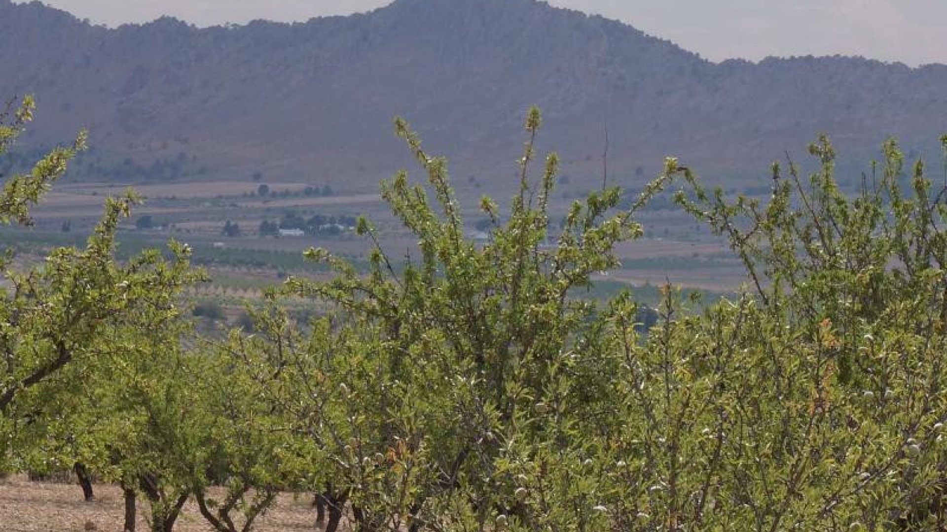 Återförsäljning - Landa - Yecla - Yecla Centro