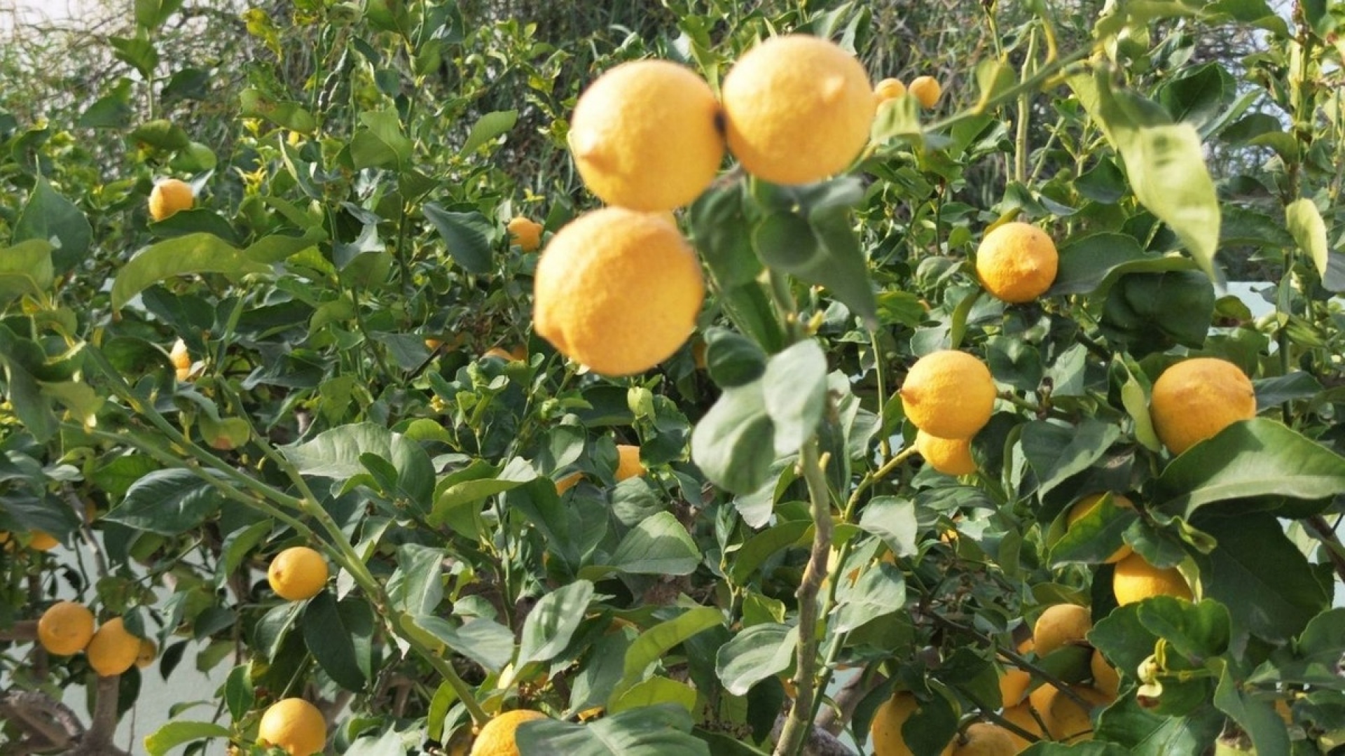 Återförsäljning - Villa - L'alfas Del Pi - L'Alfás del Pi Centro