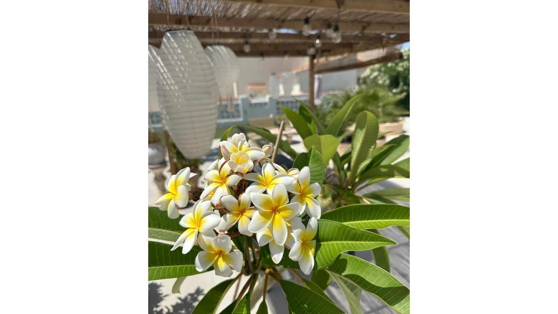 Återförsäljning - Villa - Torrevieja - san luis