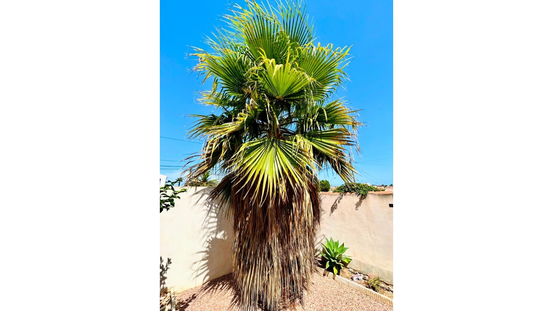 Återförsäljning - Villa - Torrevieja - san luis