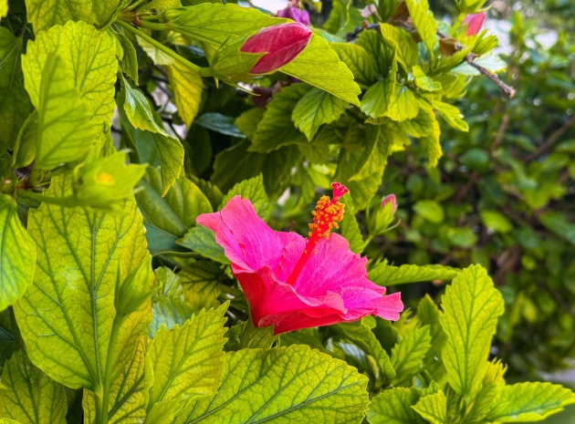 Lägenhet - Återförsäljning - Torrevieja - Torrevieja Centro