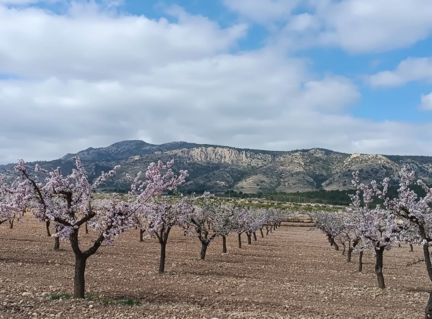 Land - Resale - Jumilla - Jumilla Centro