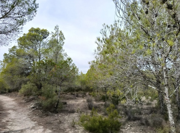 Land - Resale - Monóvar - Monòver - Monóvar - Monòver Centro