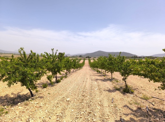 Land - Resale - Pinoso - Pinoso Centro