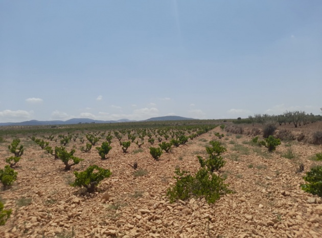 Land - Resale - Pinoso - Pinoso Centro