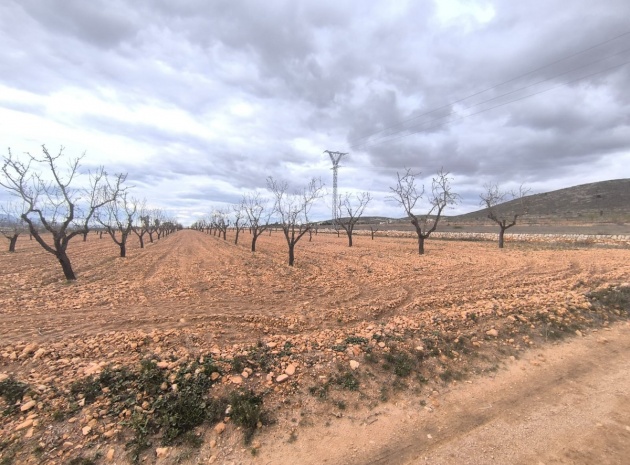 Land - Resale - Yecla - Raspay