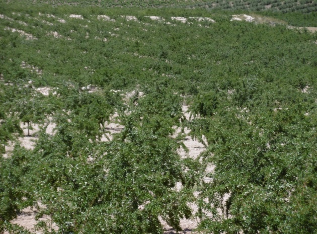 Land - Resale - Yecla - Yecla Centro