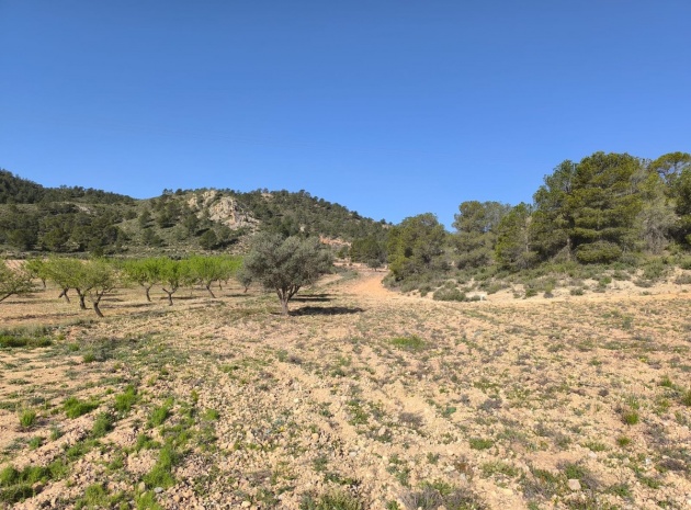 Land - Resale - Yecla - Yecla Centro