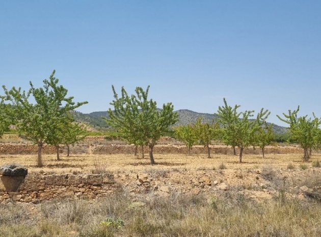 Land - Resale - Yecla - Yecla Centro