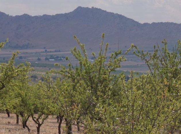 Land - Resale - Yecla - Yecla Centro