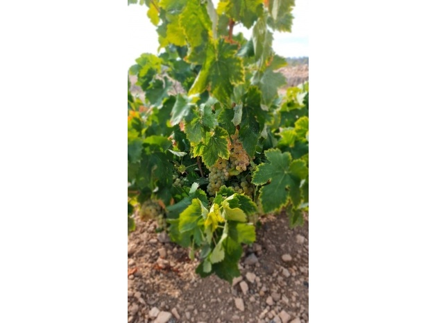 Land - Wederverkoop - Abanilla - Abanilla Centro