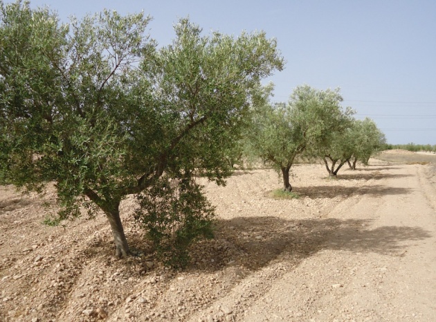 Land - Wederverkoop - Jumilla - Cañada del Trigo