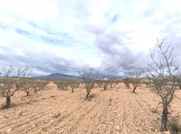 Land - Wiederverkauf - Pinoso - Pinoso Centro