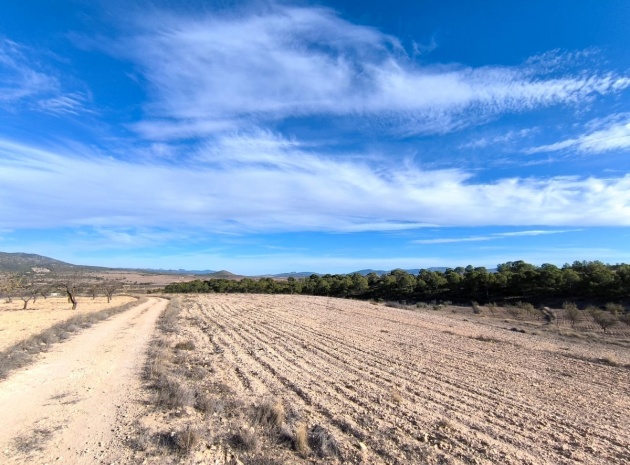 Land - Wiederverkauf - Yecla - Raspay