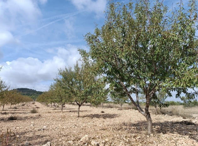 Land - Wiederverkauf - Yecla - Yecla Centro