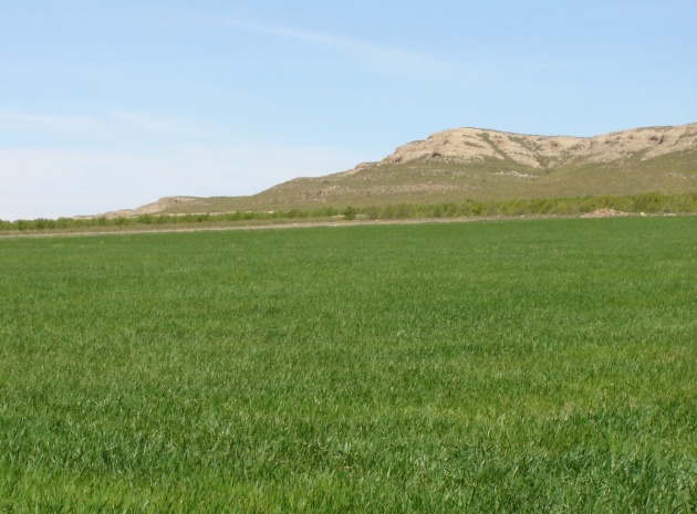 Land - Wiederverkauf - Yecla - Yecla Centro