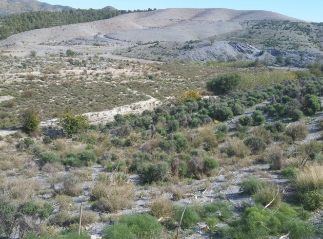 Landa - Återförsäljning - Lorca - Lorca Centro