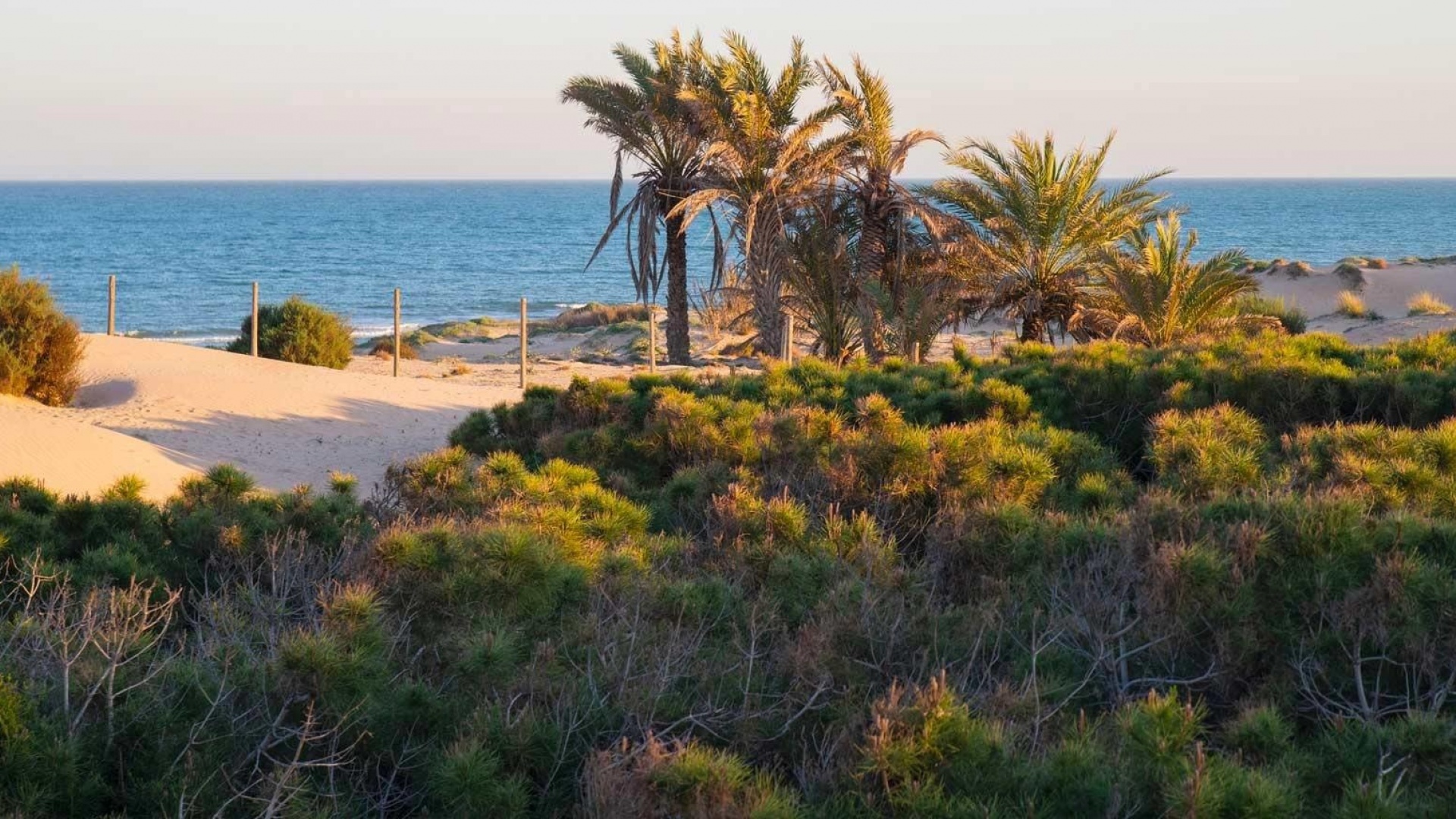 New Build - Apartment - Guardamar del Segura - Avda del Puerto