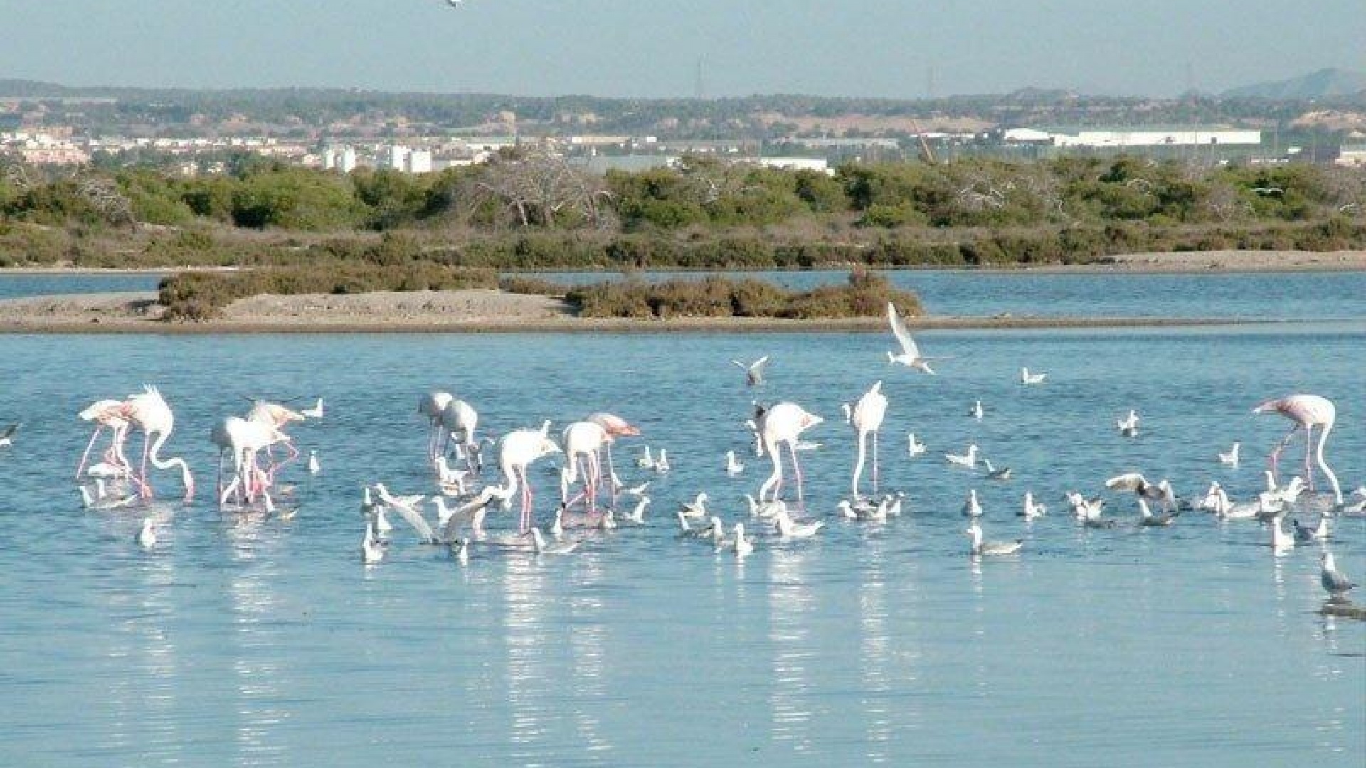 Nieuw gebouw - Villa - San Pedro del Pinatar - Las Esperanzas