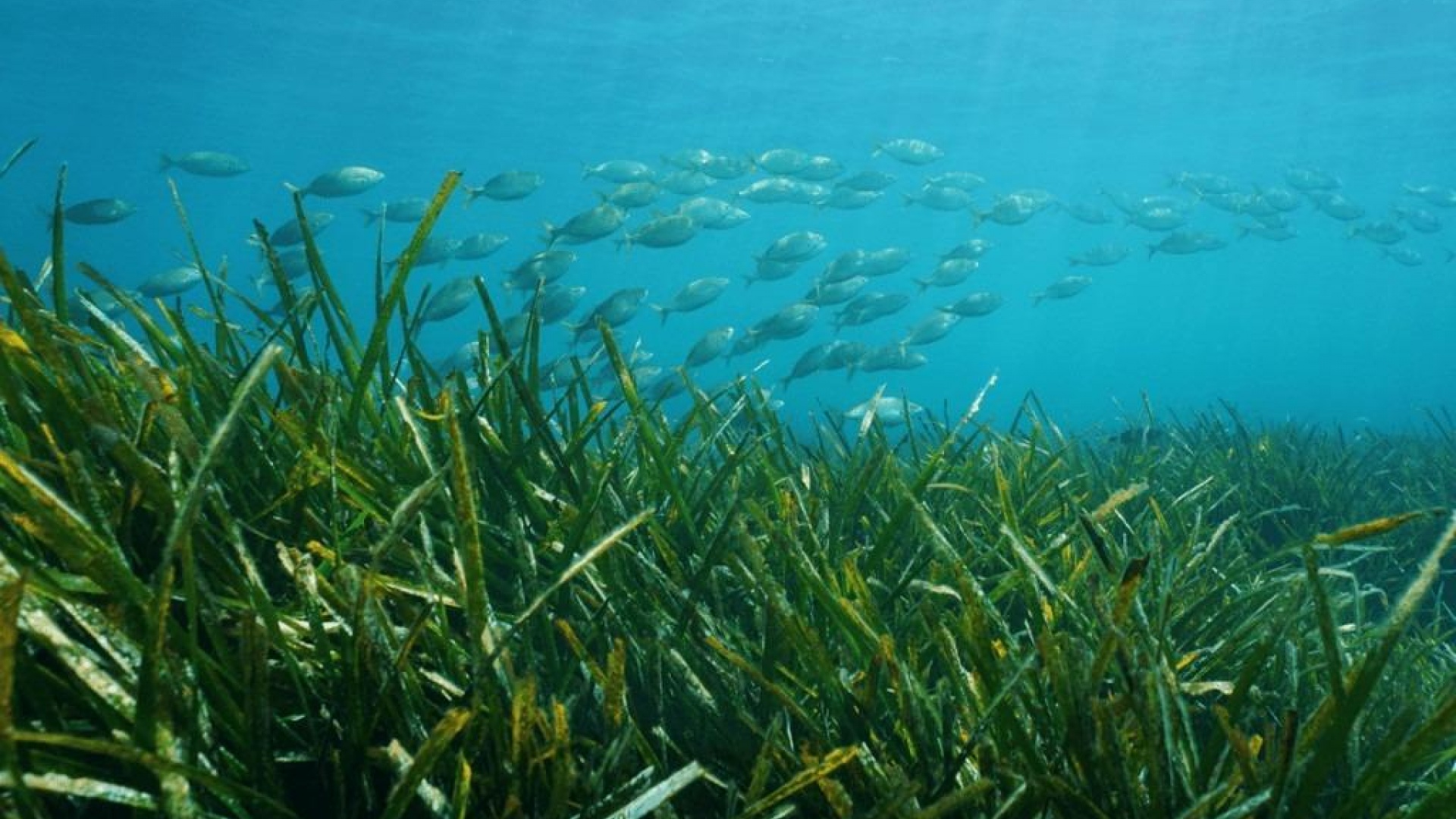 Nouvelle construction - Villa - Benissa - Racó Del Galeno