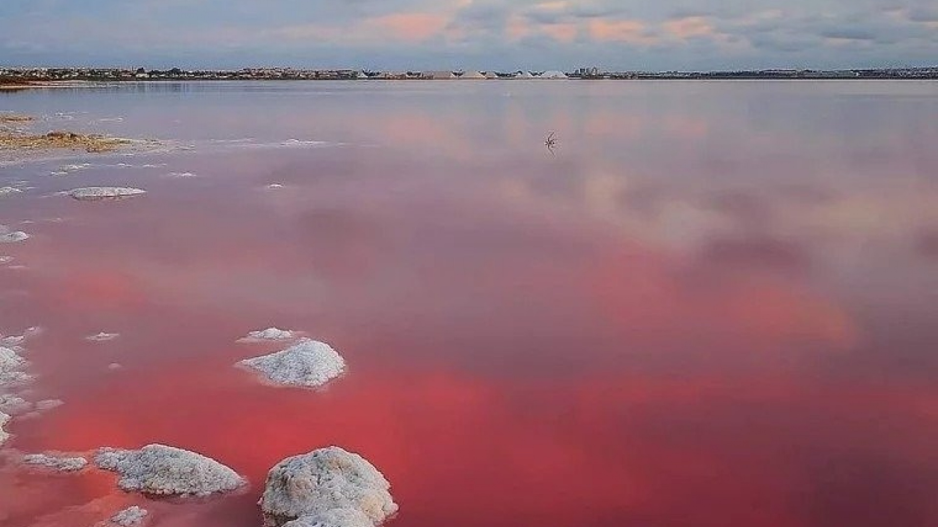 Nybyggnad - Bungalow - Torrevieja - Lago Jardín II