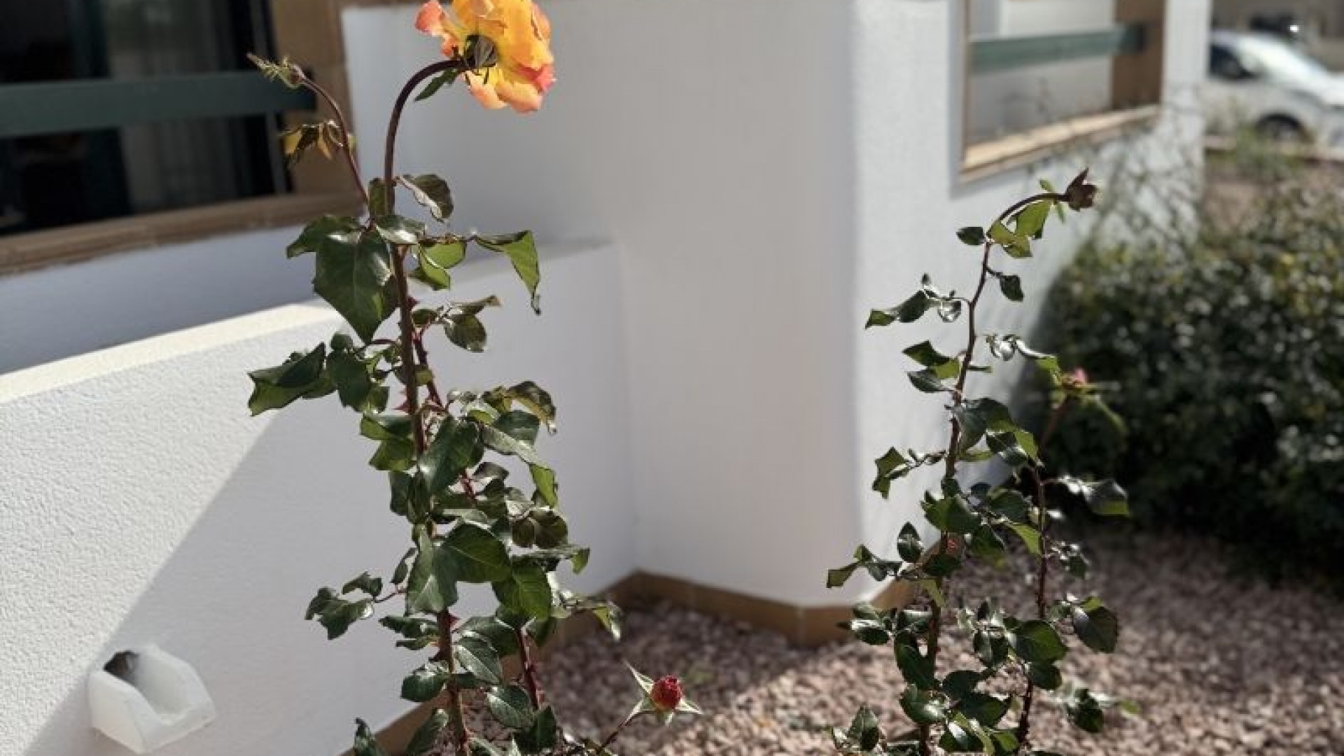 Resale - Apartment - Campoamor