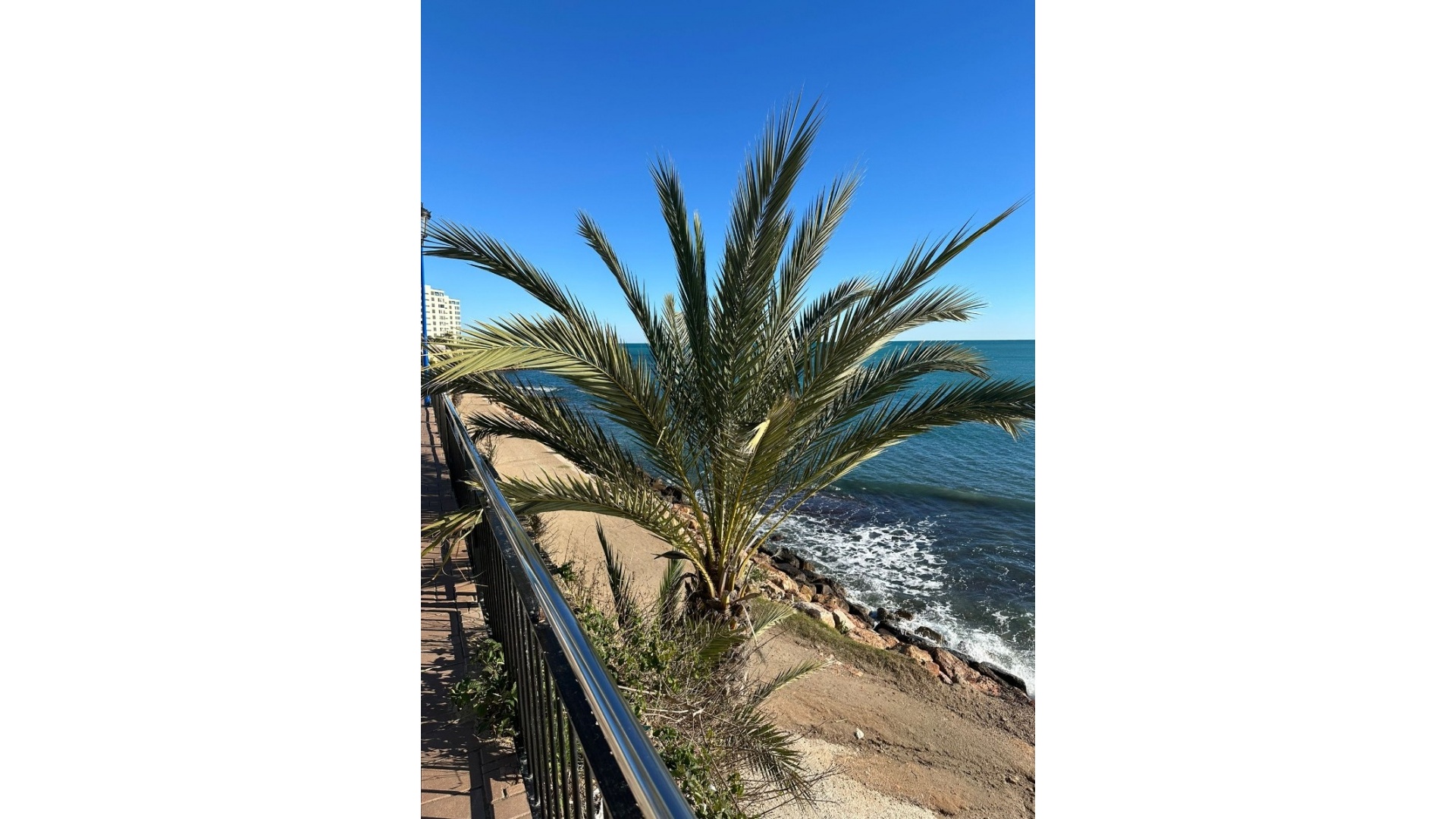 Resale - Apartment - Punta Prima - La Recoleta