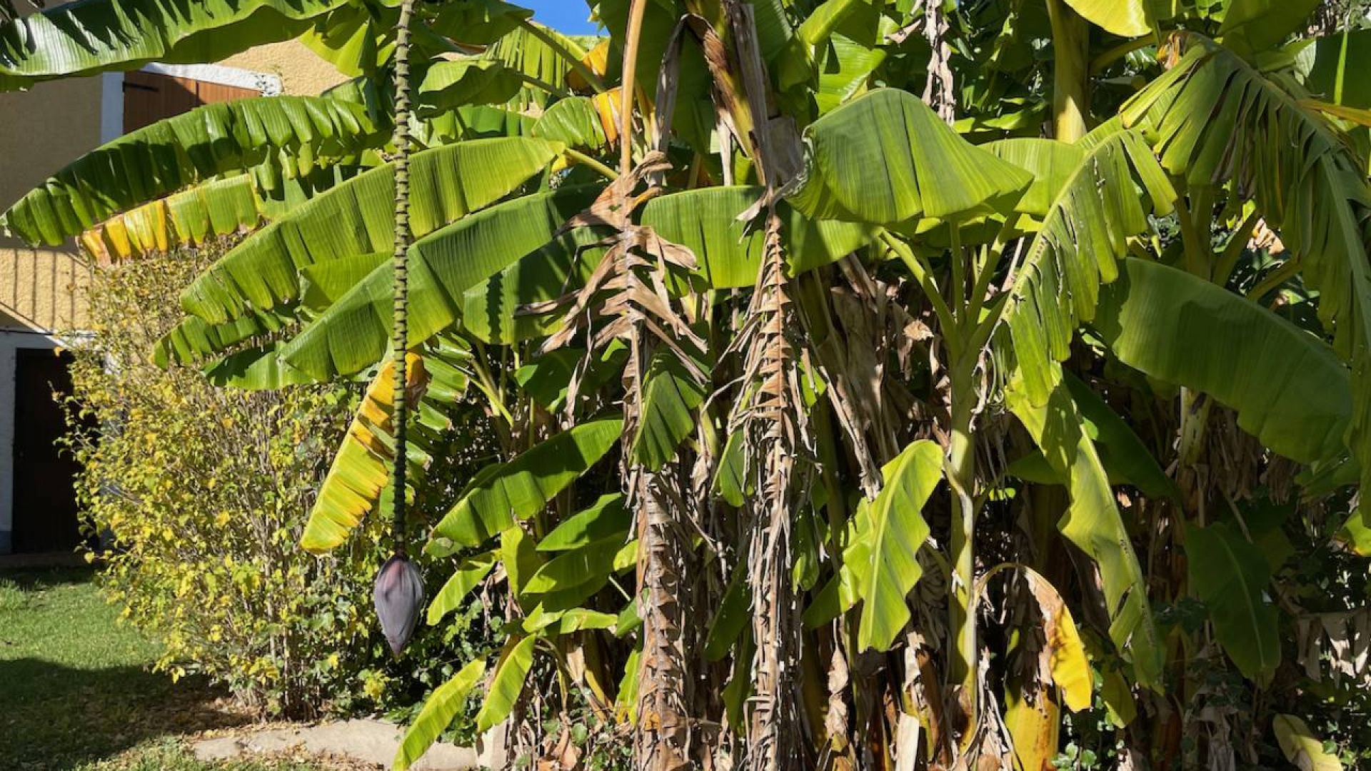 Resale - Country Property - Daya Nueva