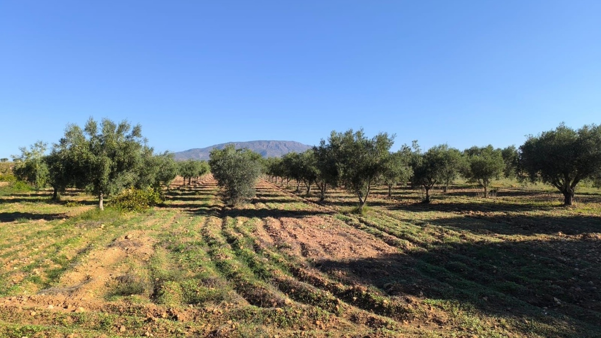 Resale - Country Property - Pinoso - Pinoso Centro