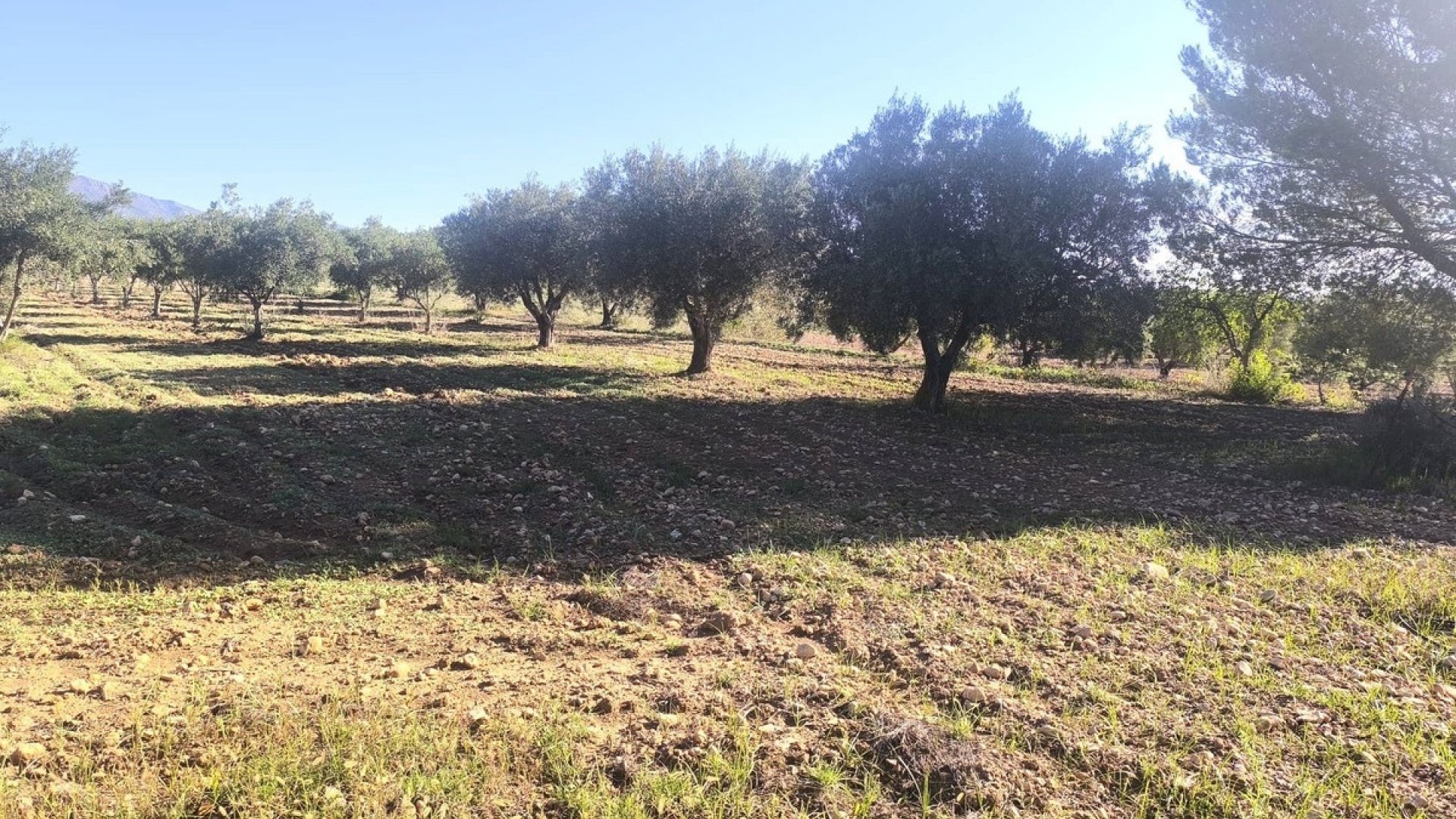 Resale - Country Property - Pinoso - Pinoso Centro