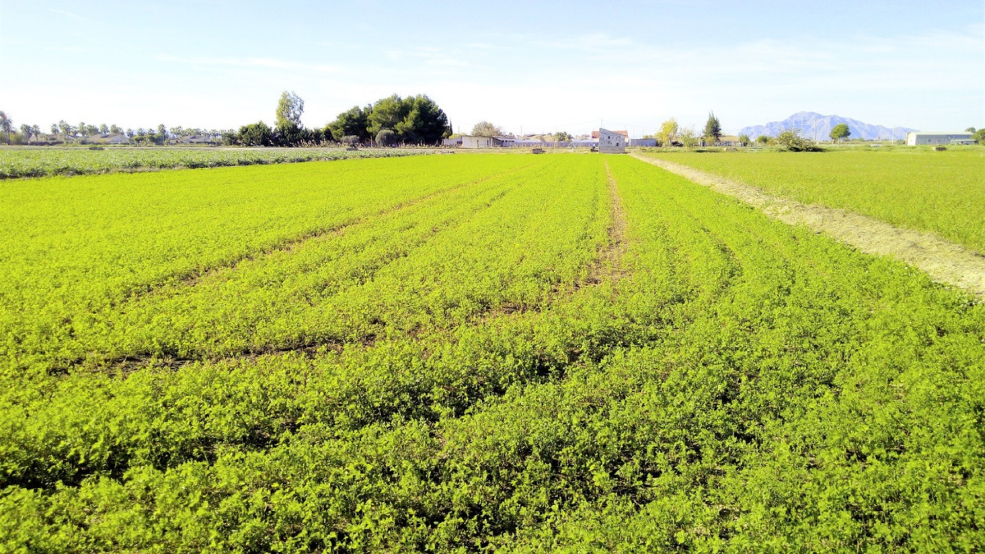 Resale - Land - Dolores - Dolores Centro