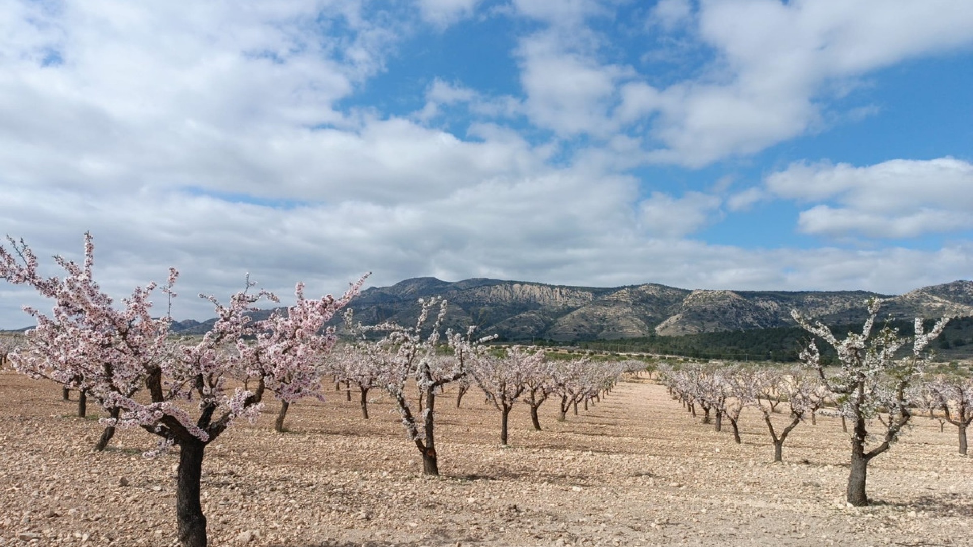 Resale - Land - Jumilla - Jumilla Centro