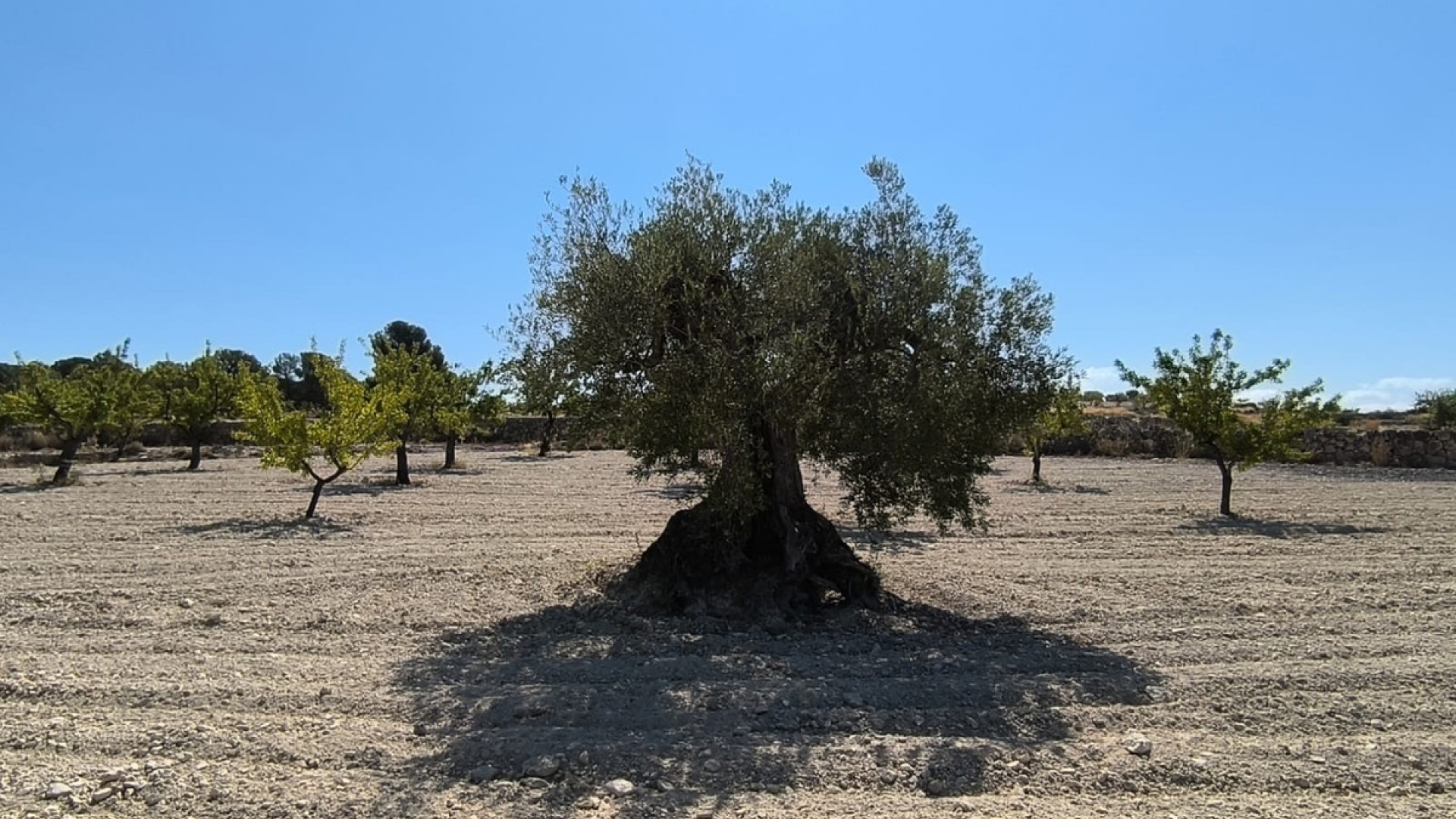 Resale - Land - Monóvar - Monòver - Monóvar - Monòver Centro