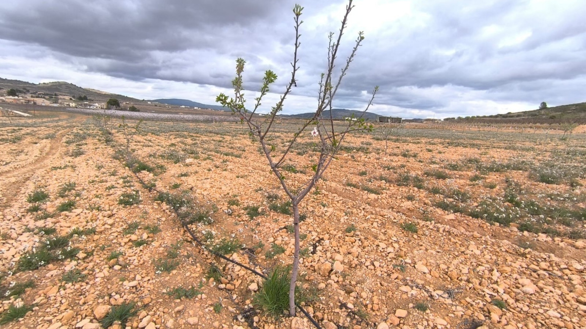 Resale - Land - Yecla - Raspay