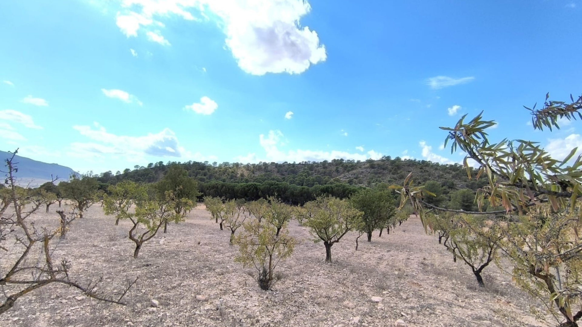 Resale - Land - Yecla - Yecla Centro