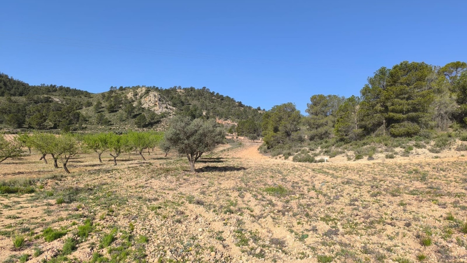 Resale - Land - Yecla - Yecla Centro