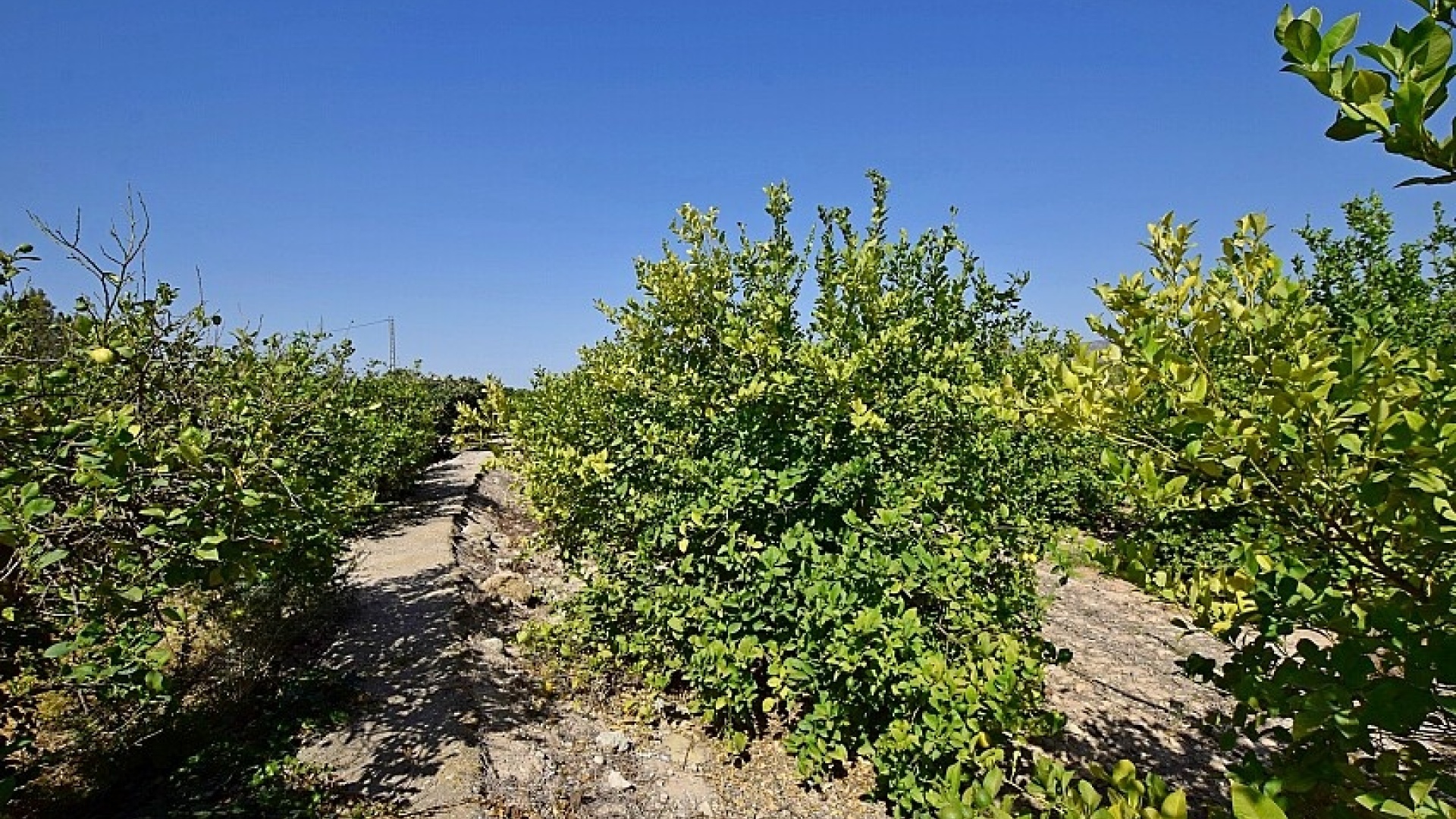 Resale - Villa - Albatera - albatera