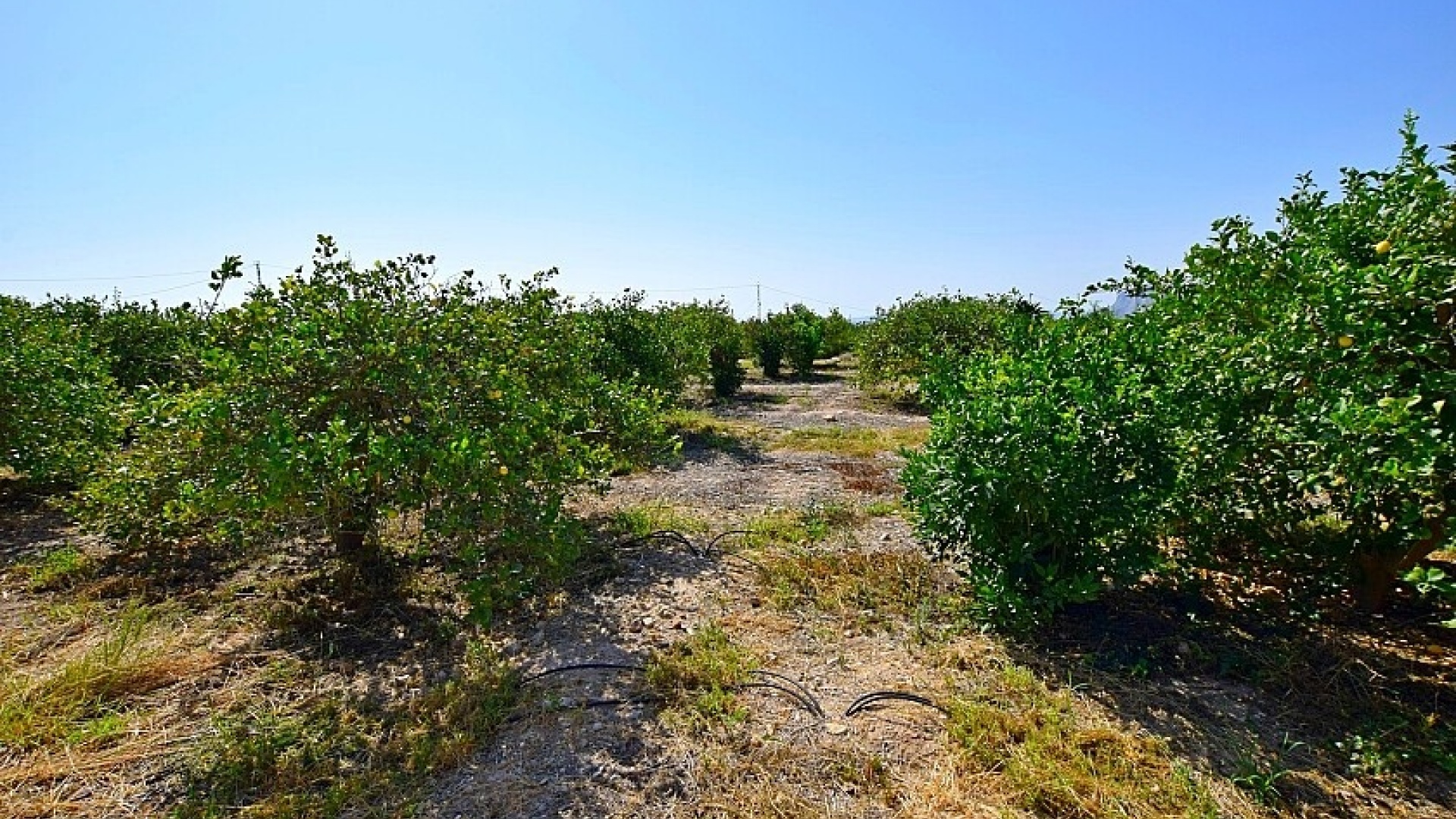 Resale - Villa - Albatera - albatera