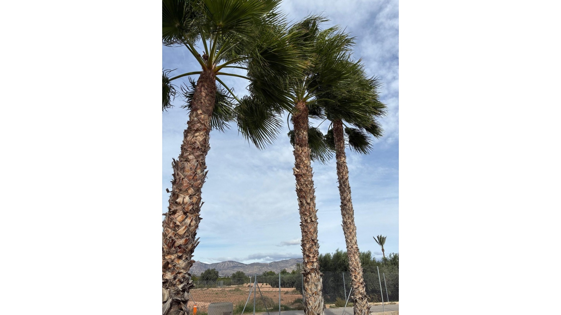 Resale - Villa - Crevillente - crevillente